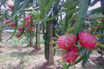 Dragon Fruit