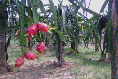 Dragon Fruit