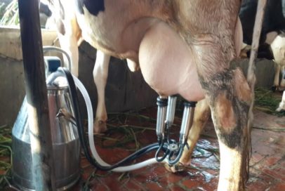 Milk production