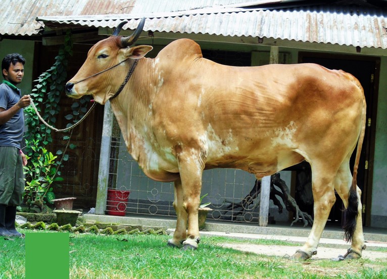 Cattle 01 - Nahar Agro